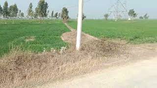 6 bigha land in tappalrate 25 lakh rupay bigha call 8851563830 [upl. by Eelibuj]