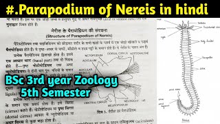 Structure of Parapodium of Nereis in hindi  BSc 3rd year Zoology 5th Semester [upl. by Macri]