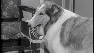 Lassie  Episode 80  quotA Place for Everythingquot  Season 3 Ep 15  12161956 [upl. by Jakob495]