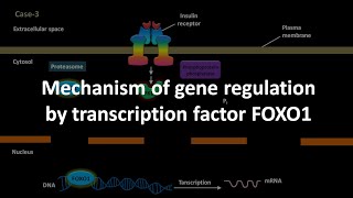 Mechanism of gene regulation by transcription factor FOXO1 [upl. by Lauro]