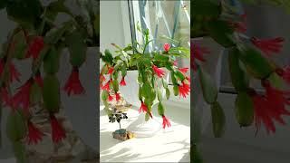 Houseplants that Bloom in Winter houseplants shorts [upl. by Niotna]