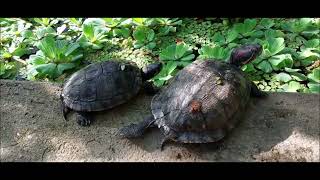 Ein Besuch im Botanischen Garten Bochum mit besonderen Dank an Maketing Bochum [upl. by Gnilrits907]