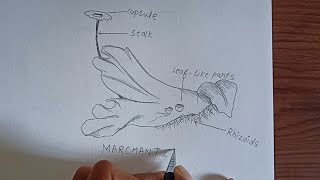 Marchantia Diagram plants of the bryophyta division marchantia labelled diagram [upl. by Aticilef]