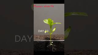 Growing bell pepper plant pawanshorts [upl. by Yahsal]