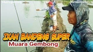 Mancing bandeng dimuara gembong ikan dipikul hingga puluhan kilo [upl. by Venn]