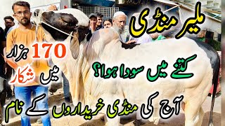 Malir Mandi Karachi Cattle Rates Update  30 April 2024  Cow Mandi 2024 [upl. by Ydasahc33]