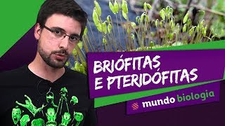 🌿 Botânica 15 Briófitas e Pteridófitas  Biologia  ENEM [upl. by Licastro]