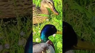 Couple of ducks feeding in closeup  beautiful birds in nature [upl. by Cthrine837]