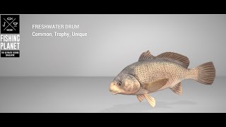 Fishing Planet  Saint Croix Lake  Unique  Freshwater Drum  Feeder [upl. by Miehar]