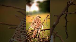 Common kestrel சிற்றெழால் 😍🥰😆love trending birds shortvideo travel photography shorts [upl. by Nwadahs957]