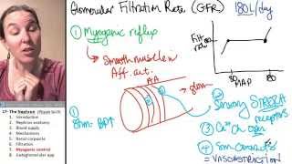 Nephron 7 Myogenic control GFR [upl. by Aiksas]