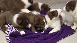 Border Collie Puppies For Sale [upl. by Dyke421]