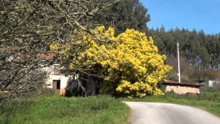 NATURE Mimosas en flor ÁRBOL acacia dealbata [upl. by Ballman683]