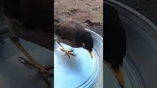 పక్షులు కూడా స్థానం చేస్తాయా birds shortvideo villagelifestyle [upl. by Drhcir]