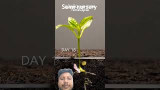 Growing Red Bell Pepper Plant  Time Lapse [upl. by Sadirah562]