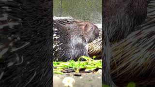 Facts About Porcupines  Discover These QuillCovered Creatures [upl. by Rolph708]