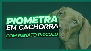 Piometra em cachorra [upl. by Llehctim]