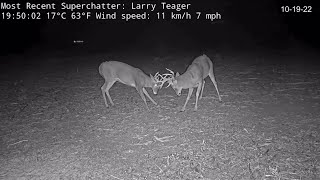 Farmer Dereks Farm L Cam 101922 Splits and Nate lickinggrooming  a little sparring [upl. by Andy260]