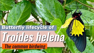 Butterfly lifecycle of Troides Helena  common Birdwing  Troides butterfly nature conservation [upl. by Mulvihill884]