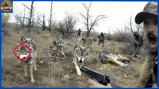 How Do California Hunters Deal with Millions of Coyotes Using Rifles and Dogs  Hog hunting [upl. by Janifer900]