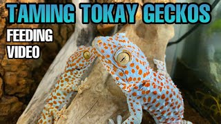 HAND TAMING TOKAY GECKOS WITH FOOD AUGUST SILKWORM FEEDING VIDEO [upl. by Haridan1]