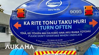 Dairy giant Fonterra today unveils its first bilingual milk tanker  with more to come [upl. by Serg]