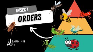 Overview of Insect Orders [upl. by Pelag]