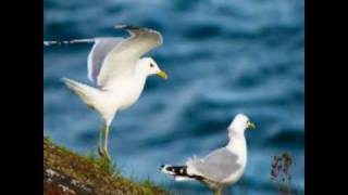 MÚSICA PRA RELAXAR RELAXE COM AS GAIVOTAS E SONS DA PRAIA [upl. by Marlow183]