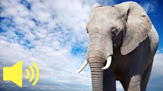 What does an Elephant sound like Elephant Trumpet Sound  Animal Sounds [upl. by Anikram]