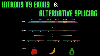 USMLE Step 1  Lesson 14  Introns vs Exons and Alternative splicing [upl. by Jereld524]