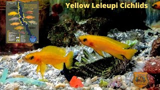 Neolamprologus  Leleupi Cichlid Species Profile [upl. by Erdnaid]