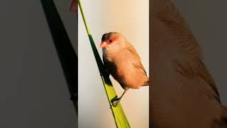 Common Waxbill  Хвалісты астрыльд birds birdwatching [upl. by Donahoe]