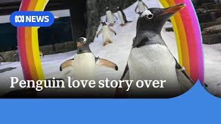 Sphen the penguin known for samesex love story dies at Sydney aquarium  ABC News [upl. by Anayra982]