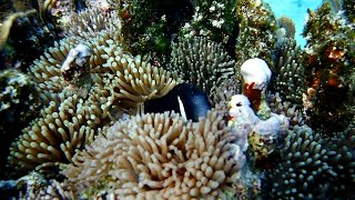 🐠 Mccullochs Anemonefish Amphiprion mccullochi at Lord Howe Island [upl. by Acinomahs548]