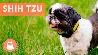 All About the SHIH TZU  Traits and History [upl. by Howes]