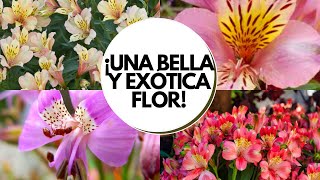 Astromelia cuidados  Cómo cultivar astromelia en maceta  Alstroemeria cuidados [upl. by Relyk]