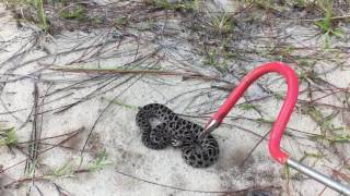 Cruising for Snakes Apalachicola National Forest [upl. by Eendyc]