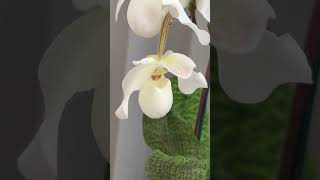 Paphiopedilum De Perle орхидеи [upl. by Cherlyn]