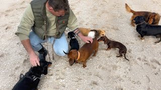 Dachshund walk with lots of Dachshunds [upl. by Ainnos]