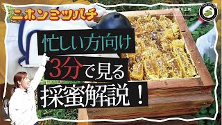 「忙しい人向け」三分で見る【ニホンミツバチの採蜜】解説 日本みつばちの養蜂 How to Beekeeping [upl. by Novj676]