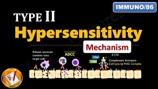 Type II Hypersensitivity Reactions PART 2 Mechanism explained  FLImmuno86 [upl. by Wolsniw]