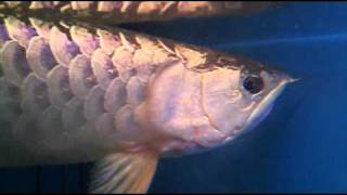 卵を咥える過背金龍【ラフレシア】breeding arowana [upl. by Nickles27]