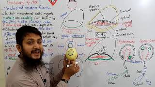 Notochord and mesoderm formation part 01  Fsc bio urduhindi MDCAT lecture Ch19  Lecture11 [upl. by Berrie946]