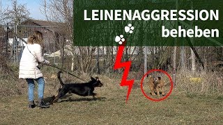 Leinenaggression ► Wie du Leinenaggression beheben kannst ► Praxisvideo [upl. by Ziagos263]