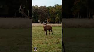 Bientôt le retour du brame du cerf [upl. by Yliram994]