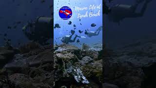 Amed Scuba Diving Explore Balis Underwater Wonders scubadiving bali amed [upl. by Smaoht]