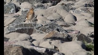 wheatear [upl. by Annaik]