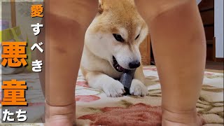 柴犬の為、実家の備品を勝手に調達する１歳児。もれなく全員怒られる [upl. by Ellenaej]