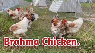 Brahma Chicken  Long Rural life [upl. by Alue]