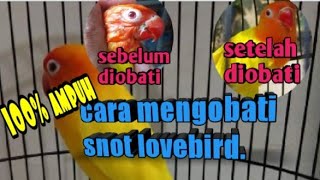 cara mengobati Lovebird snot‼️ 100 ampuh [upl. by Zaria]